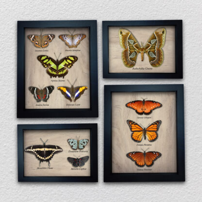 Adorno de Mariposas - Shadowbox